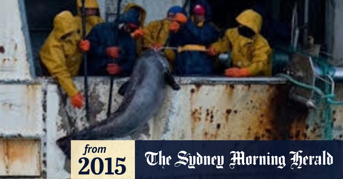 Government accused in failing to act against illegal Southern Ocean